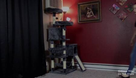 A Lost Cat Toy Gets Me Stuck In The Cat Tree With My Thong Hanging Out