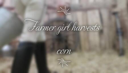 Farmer girl harvests corn