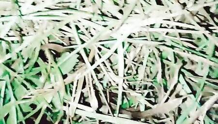 big ass tranny masturbating with a bottle and mud in her butt