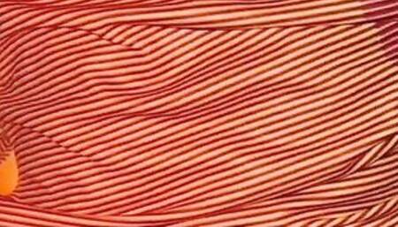 Turkish football fan loves to plowed inside jersey of Galatasaray