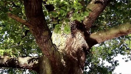 A pretty laundress seduces by shaking her butt and gets punished for it