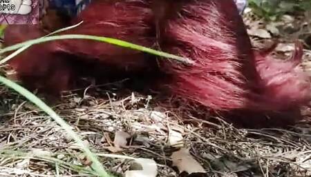 Feet in the Forest 1