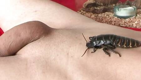 Crazy domination girls torturing male sex slaves