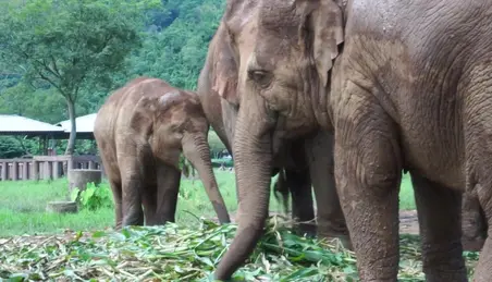 X Video Girl Zoo Elephant - Elephant Porn Videos (6) - FAPSTER