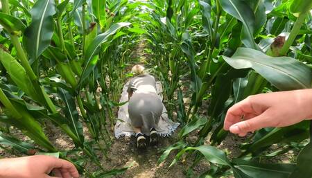 Ass fuck in a random cornfield ????