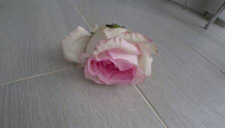 Stomp on roses with shoes aShf