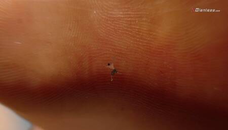 Giantess Ella - Shrunken Micro Sized Husband