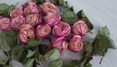 LorY trampled a lot of roses b