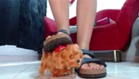 Crushing Crush a small toydog in Birkenstock and Berkemann wooden sandals barfeet