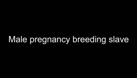 Gay Male pregnancy breeding slave