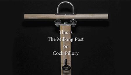 Locked into the Milking Post - Camera Angle 4