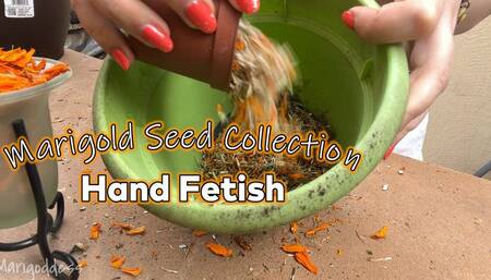Marigold Seed Collection Hand Fetish