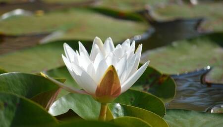 Sex cu vecina de la 2