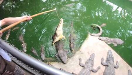Crocodile feeding and pussy pleasing