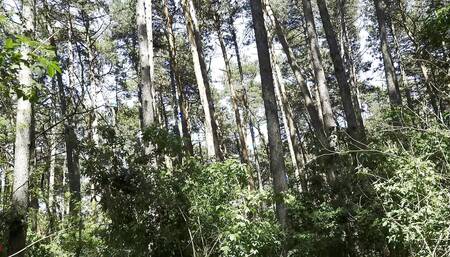 Mesmeriza Forest Walk