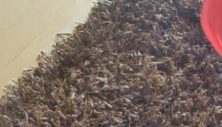 Jumping ball, dildo and lots of pvc