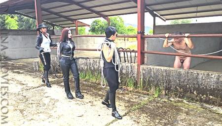 STABLE BULL WHIPPING in SPAIN - 01