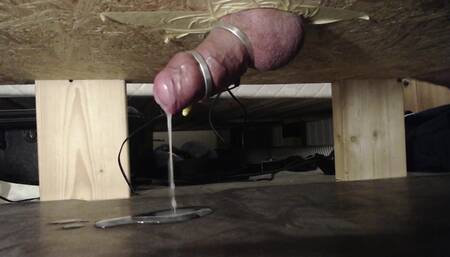 E-stim Milking table 2 cumshots timelapse