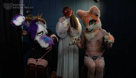 FURRY CHALLENGE by MISTRESS KATELYN FHD 1080p