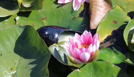 Lost Shoe in the Lilypads!