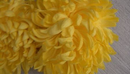 Trampled 2 yellow chrysanthemums c