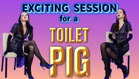 Exciting session for a toilet pig