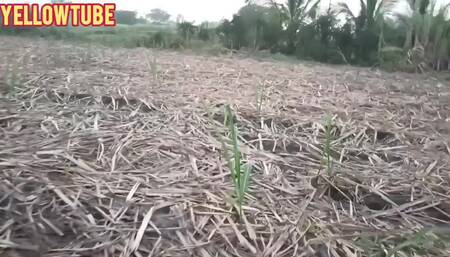 Indian outdoor beautiful outdoor fun and musti kama sutra